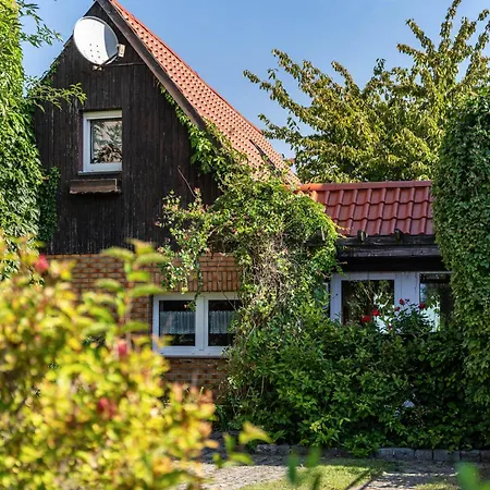 Kornblume * Blankenburg (Uckermark)